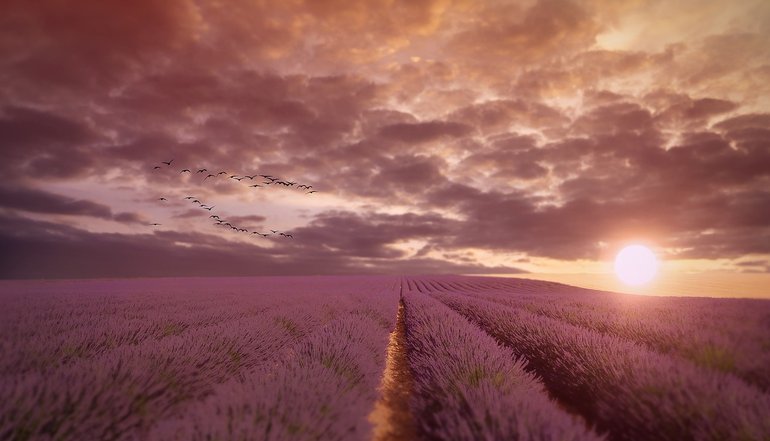 Peacerevitt